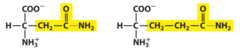 <p>Two amino acids that contain polar uncharged R groups</p>