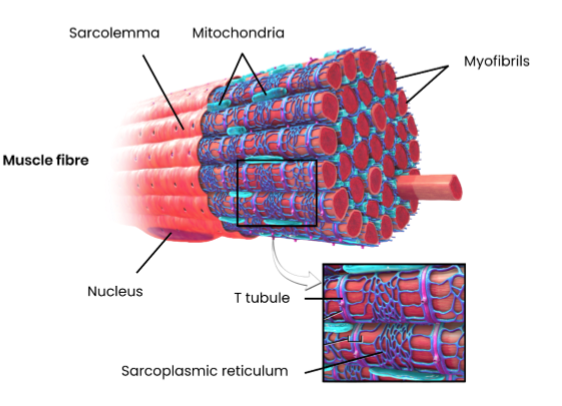 <ul><li><p>made of many bundles of muscle fibres (cells) packaged together </p></li><li><p>attached to bones by tendons </p></li><li><p>muscle fibres contain: </p></li></ul><p>→ sarcolemma (cell membrane) which folds inwards (invagination) to form transverse (T) tubules </p><p>→ sarcoplasm (cytoplasm)</p><p>→ multiple nuclei</p><p>→ many myofibrils</p><p>→ sarcoplasmic reticulum (endoplasmic reticulum)</p><p>→ many mitochondria</p><p></p>