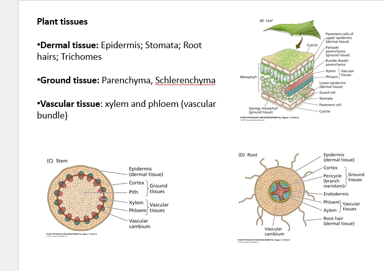 <ul><li><p>dermal tissue (epidermis, bringing in resources / protecting the plant)</p></li><li><p>ground tissue (biggest mass of tissue, connects everything else)</p></li><li><p>vascular tissue (involbed with material transport, starch &amp; sugars, and water)</p></li></ul><p></p>