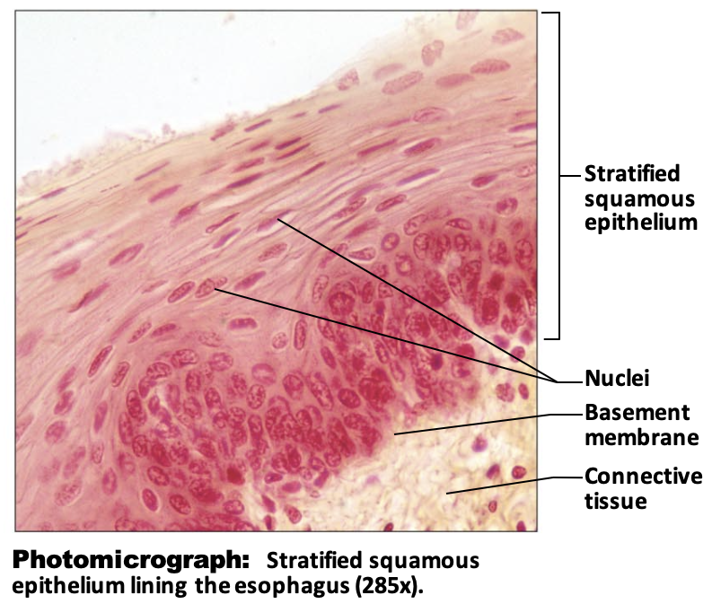 <p>Stratified Squamous Epithelium: Function</p>