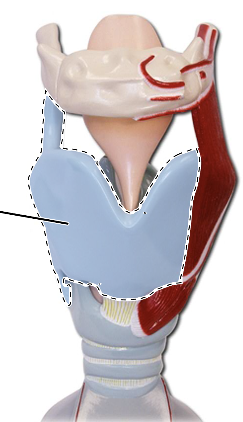 <p>(Larynx Anterior View)</p>