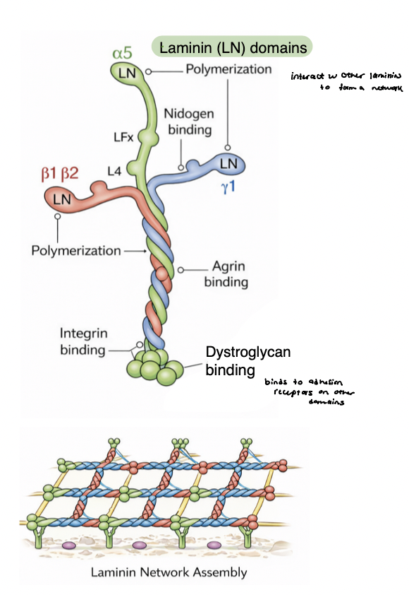<p>links cells to the ECM and organizes matrix structure </p><ul><li><p>bind to collagens, proteoglycans, integrins </p></li></ul><p>modular, multi-domain proteins → enable simultaneous interactions with multiple partners and itself (networks) </p><ul><li><p>examples </p><ul><li><p><strong><em><u>fibronectin</u></em></strong> → connective tissue ECM </p></li><li><p><strong><em><u>laminin</u></em></strong> → basement membrane </p></li></ul></li></ul><p></p>