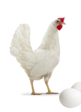 <ul><li><p>Layer type</p></li><li><p>250-300 eggs/year</p></li><li><p>United States of America</p></li><li><p>High egg production, ideal for long laying cycles</p></li></ul><p></p>