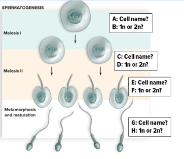 <p><span>Study the figure depicting the process of spermatogenesis. Name the labeled cells and tell whether they are haploid or diploid. In what part of meiosis is the number of chromosomes reduced by half?</span></p>