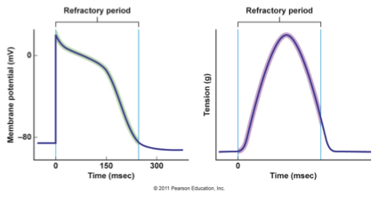<p>so <span>the contractile cell will ALWAYS have enough time to contract AND relax before it receives another action potential; this prevents tetanus which can kill you if the heart experiences this (one action potential = one contraction)</span></p>
