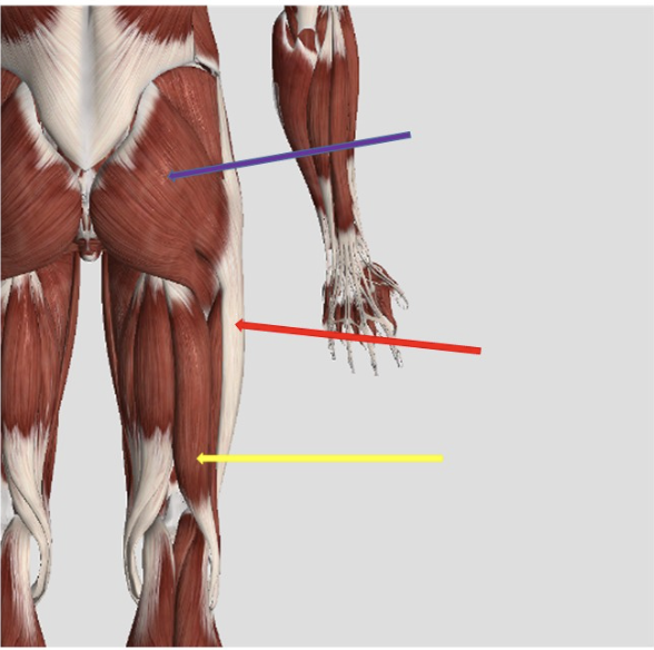 <p><span>Identify the muscle at the tip of the yellow arrow</span></p>