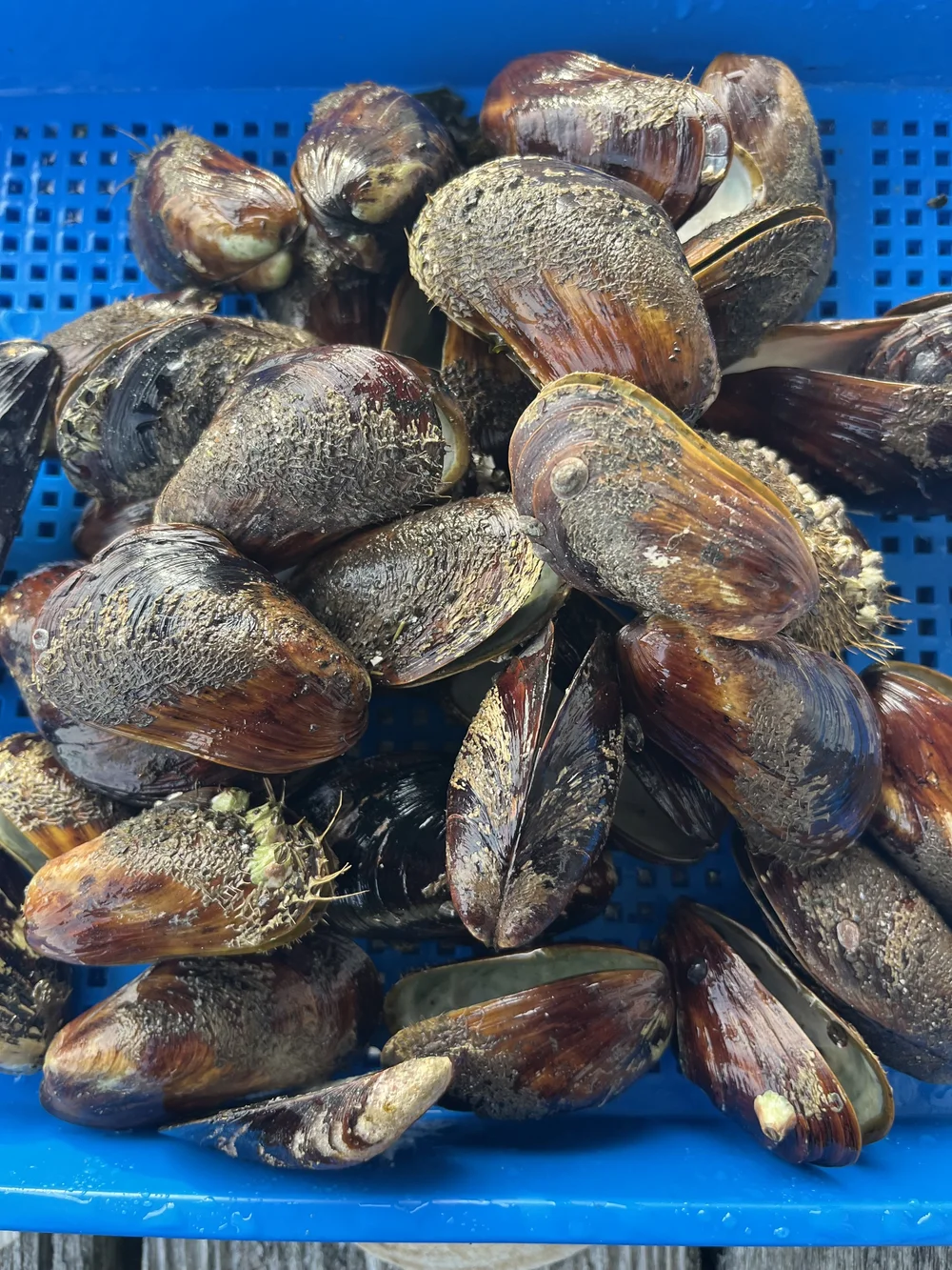 <p>Horse Mussel </p>