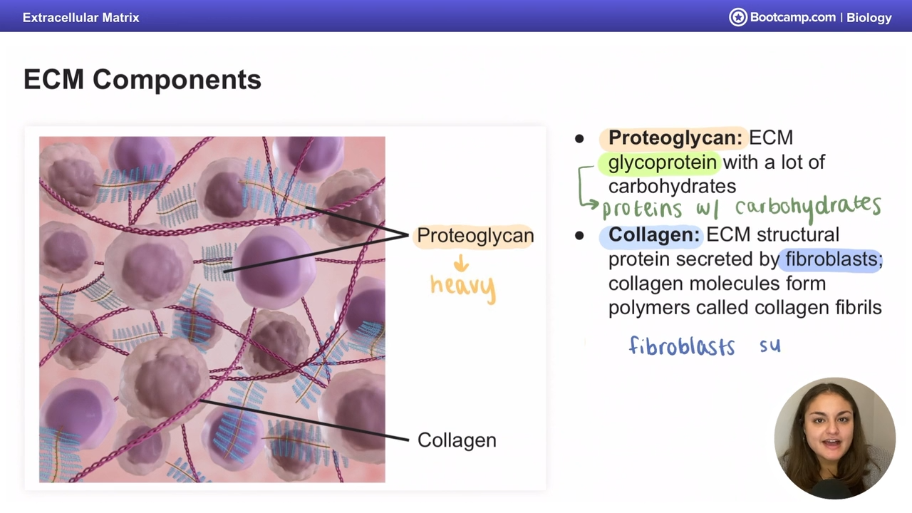 <p>ECM structural protein secreted by fibroblasts </p>