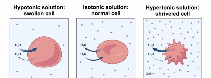 <p>Same solute concentration as cell, resulting in no net movement of water across the cell membrane, and cell maintains normal shape and volume </p>