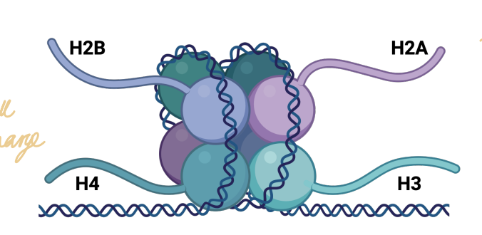 <p>Histones are <strong>positively charged proteins that form an octamer around which negatively charged DNA wraps</strong>, allowing DNA to condense into chromatin.</p><p>Histones are especially rich in positively charged:</p><ul><li><p><strong>lysine </strong><span data-name="star" data-type="emoji">⭐</span><strong>️</strong></p></li><li><p><strong>arginine</strong><span data-name="star" data-type="emoji">⭐</span></p></li><li><p>need to remember those two^</p></li></ul><p><span data-name="mag_right" data-type="emoji">🔎</span> <strong>What this means:</strong><br>An <strong>octamer</strong> means a complex containing eight protein subunits.</p><p>DNA is negatively charged because of its phosphate-containing backbone.</p><p>Histones contain lots of positively charged amino acids.</p><p>Opposite charges attract:</p><p><strong>negative DNA </strong><span data-name="left_right_arrow" data-type="emoji">↔</span><strong> positive histones</strong></p><p>This is called an <strong>electrostatic interaction</strong>.</p>