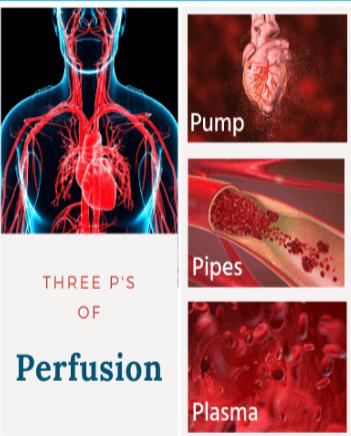 <p>working pump, working vessels that dilate and constrict, plasma with appropriate mobility and nutrients</p><p><u>needs:</u> </p><ul><li><p><strong>adequate volume of blood (preload)</strong></p></li><li><p><strong>effective pumping by heart (CO)</strong></p></li><li><p><strong>constriction and dilation of vasculature SVR)</strong></p></li><li><p>unobstructed pathway for blood flow</p></li></ul><p></p>