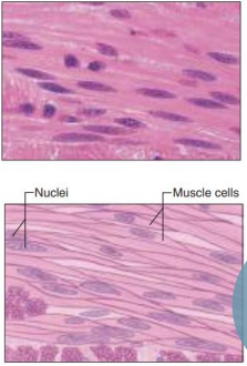 <p>what do these images show?</p>
