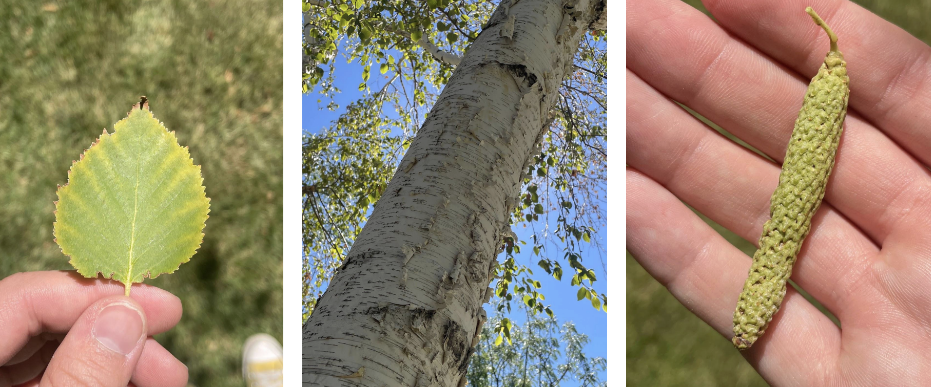 <p>alternate simple pinnate veins</p><p>irregular doubly serrate leaves</p><p>2-5 catkins at the end of twig</p><p>female upright catkins/cone fruit</p><p>white bark, lenticels</p>