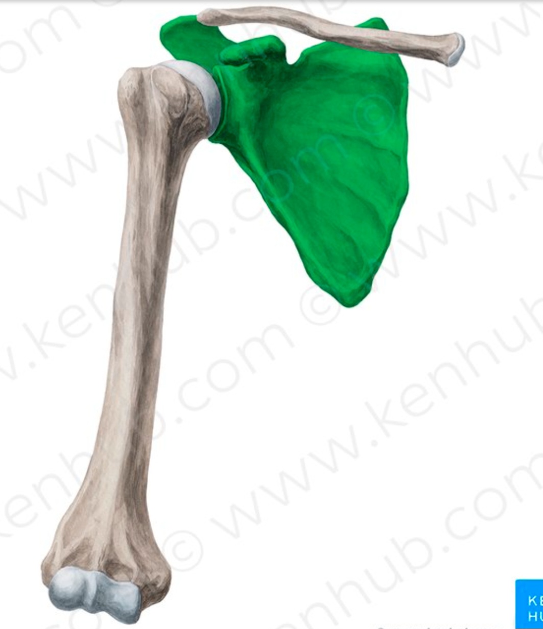 <p>what is the name of the structure and its anatomical location?</p>