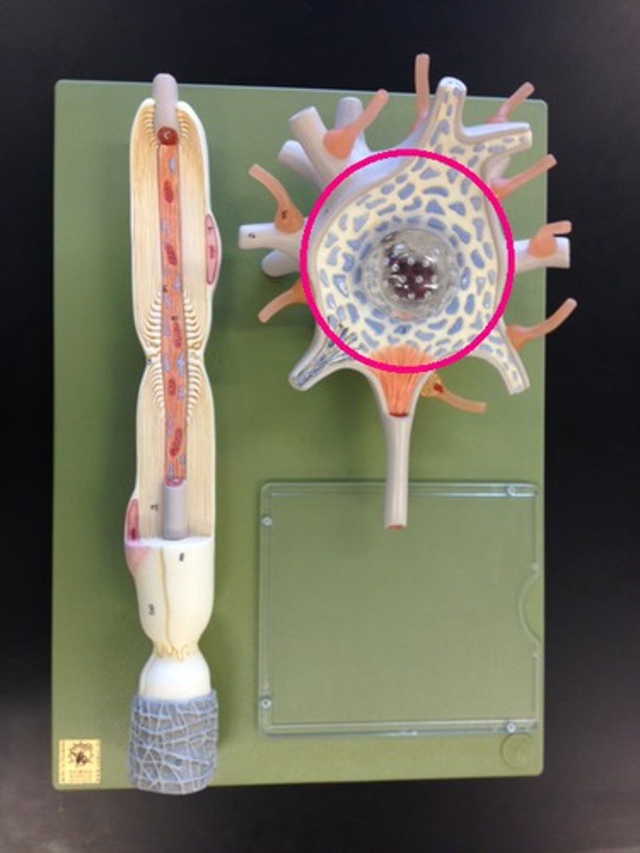 <p>Identify the circled portion of the neuron.</p>