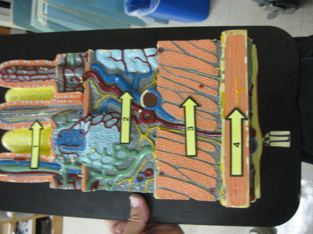<p>Identify 1, 2, 3, and 4?</p><p>Lab Image 7-17</p>