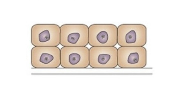 <p>Which cellular adaptation is this:</p><ul><li><p>Increased number of cells resulting in an enlarged tissue mass</p></li></ul><p></p>