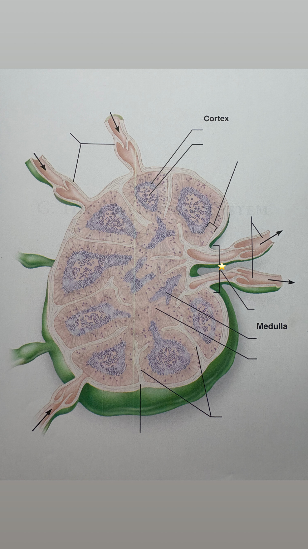 <p>label the starred structure</p>