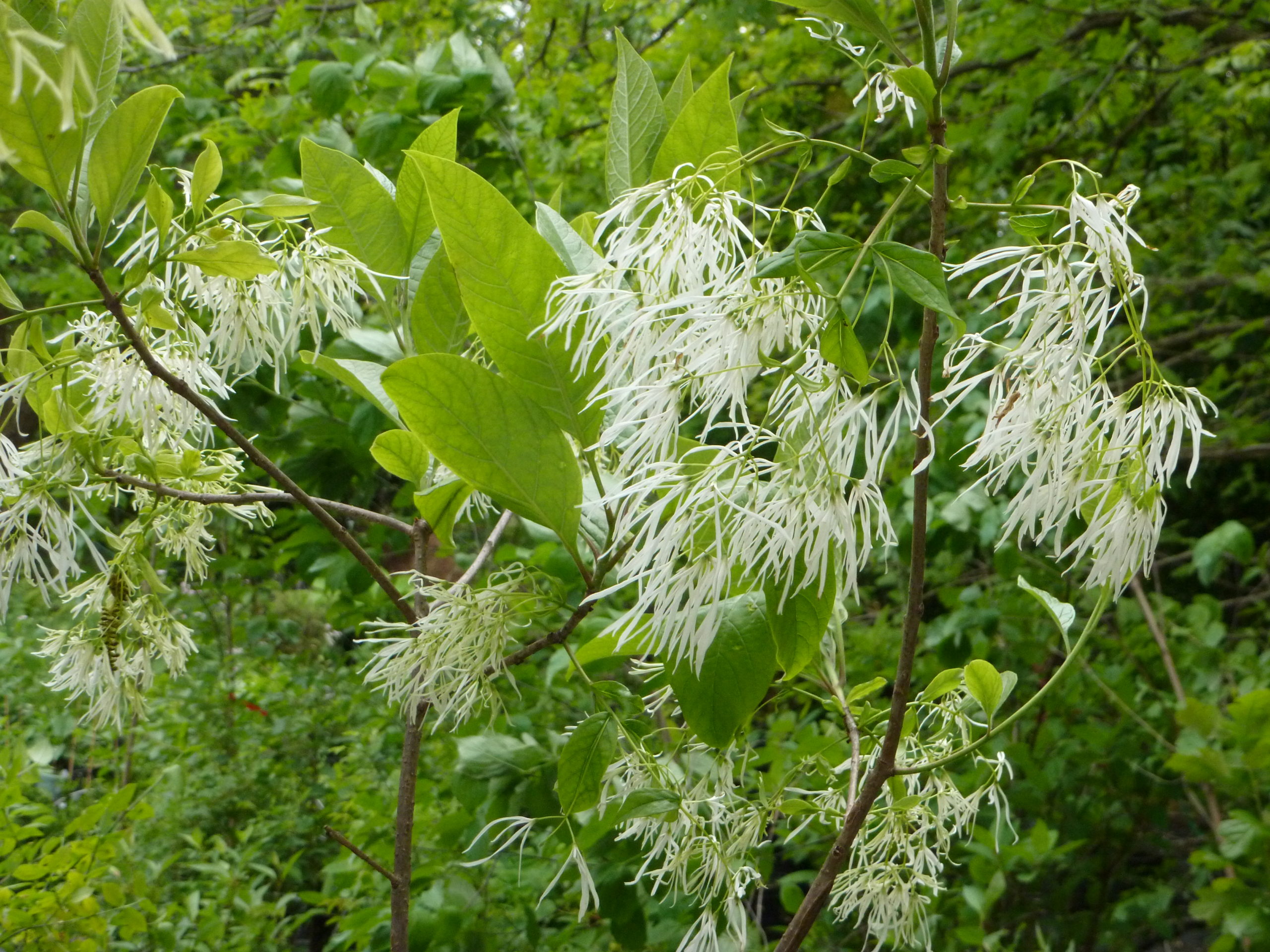 <p>common name</p>