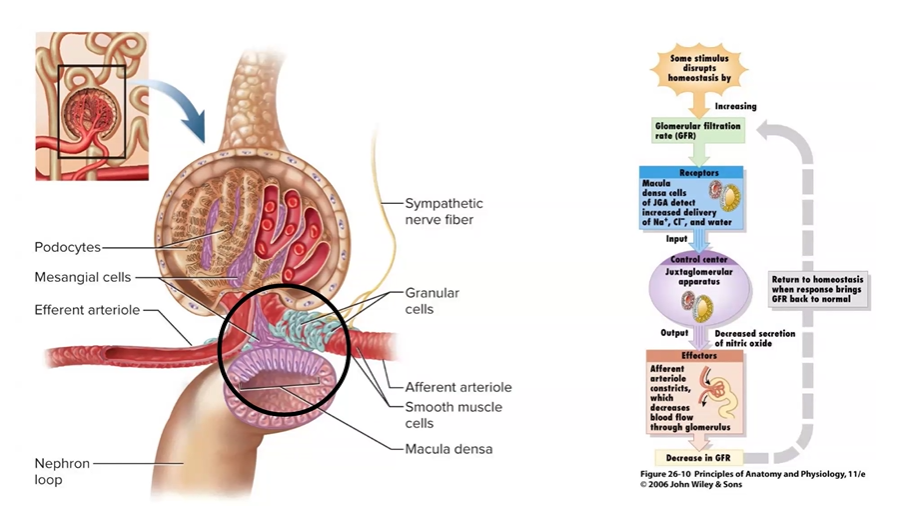 <p>Describe filtration in the glomerulus. Identify the three forces that produce filtration. Describe autoregulatory, hormonal and neuronal mechanisms that regulate the rate of filtration.</p>