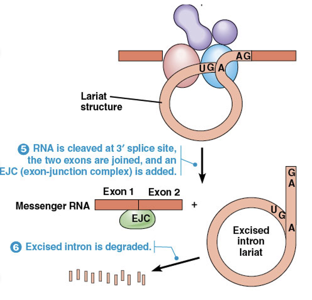 <ul><li><p><span>After the lariat forms, the <strong>3′ splice site is cleaved, and the two ends of the exon are joined together</strong></span></p></li><li><p><span>A <strong>multiprotein complex </strong>called an <strong>exon junction complex</strong> (<strong>EJC</strong>) is deposited near the <strong>boundary of each newly formed exon-exon junction</strong></span></p></li></ul><p></p>