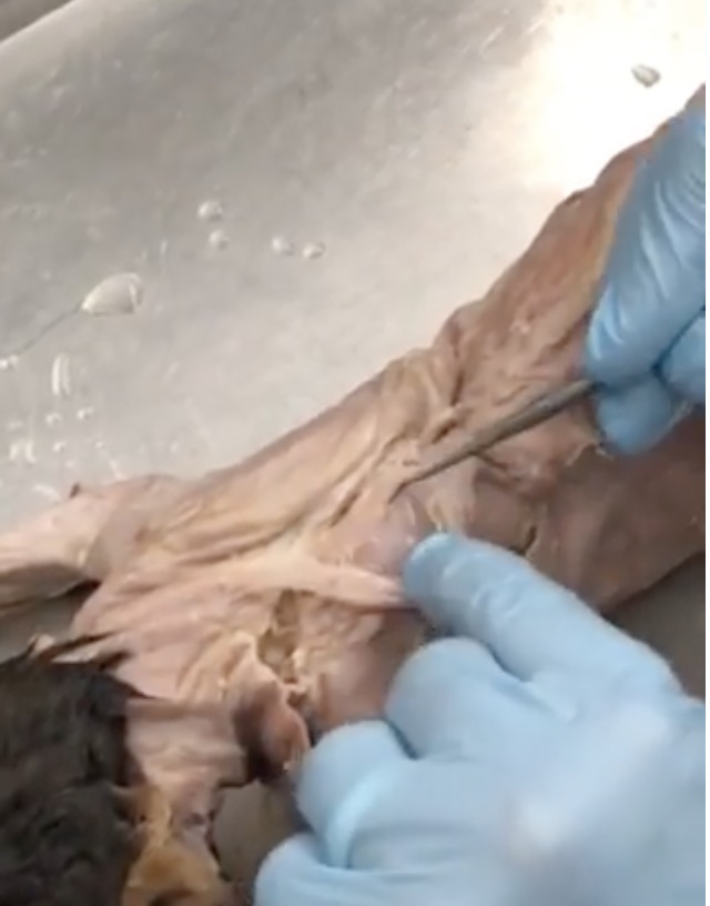 knowt flashcard image