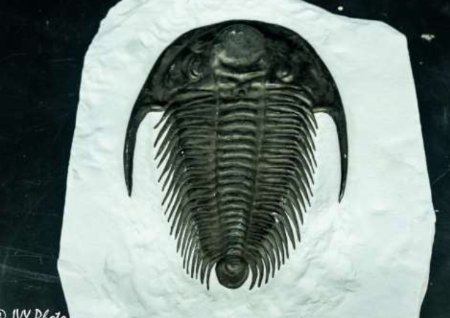 <p>identify the phylum and name</p>