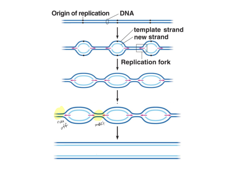 <p>One ori is located at every 40 000 bps, and replication simultaneously starts at these many oris. Two replication forks form for every ori, splitting farther out until a fork finds another fork or runs to the end of the molecule. The collision of two forks will cause the DNA to split completely. Replication finishes when all replication forks have collided or run off the ends. <br>Nuclear DNA from eukaryotes</p>