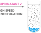 <p>What fractionates at a high-speed centrifugation?</p>