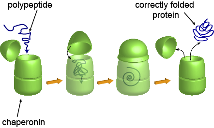 <p>protect proteins from folding improperly, safety mechanism for proteins to refold</p>