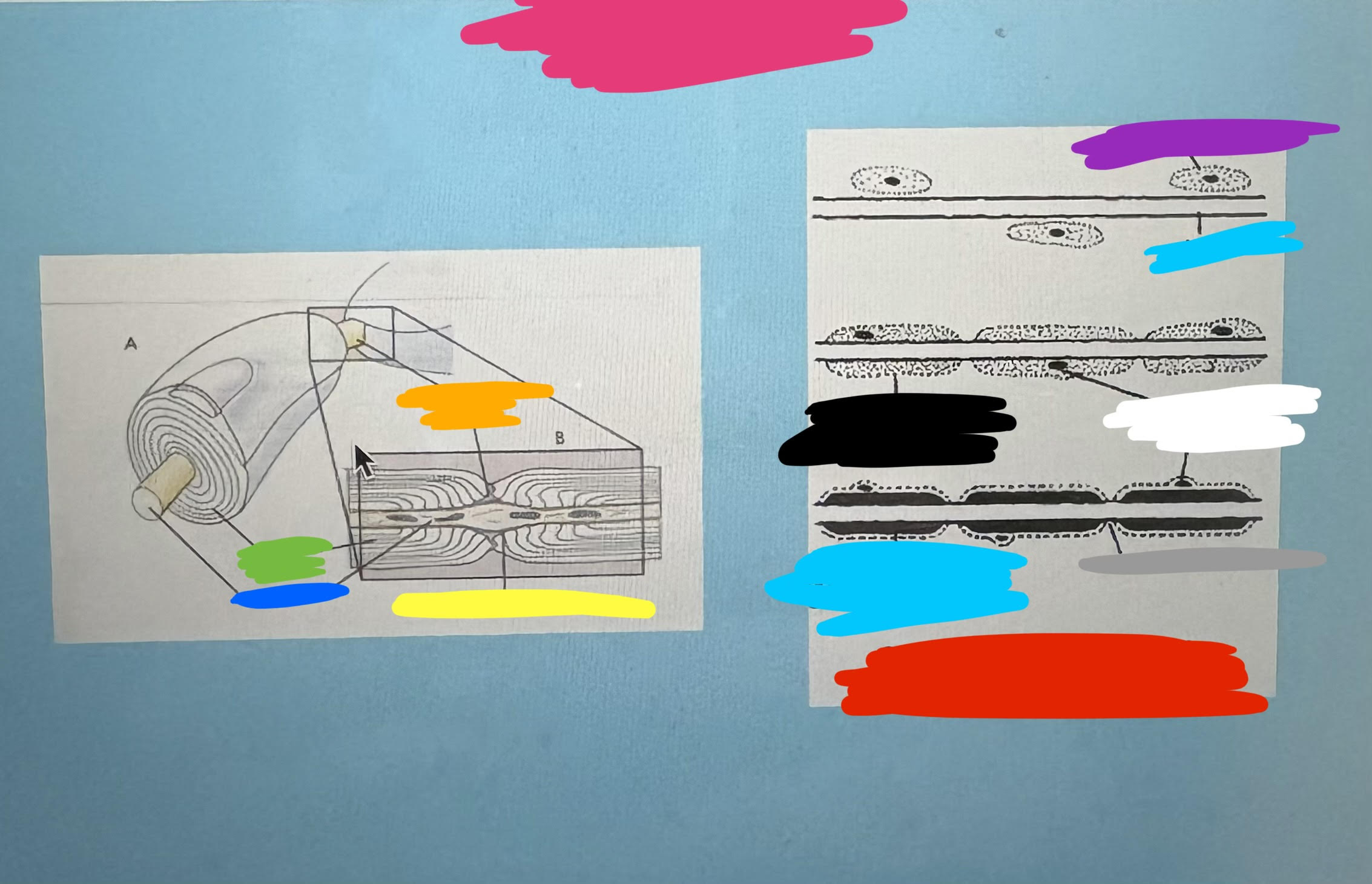 <p>What’s orange?</p>