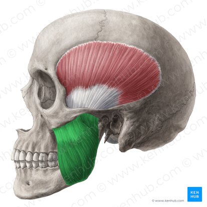 <p>Mandible / zygomatic arch | Muscle responsible for elevation of the mandible. </p>