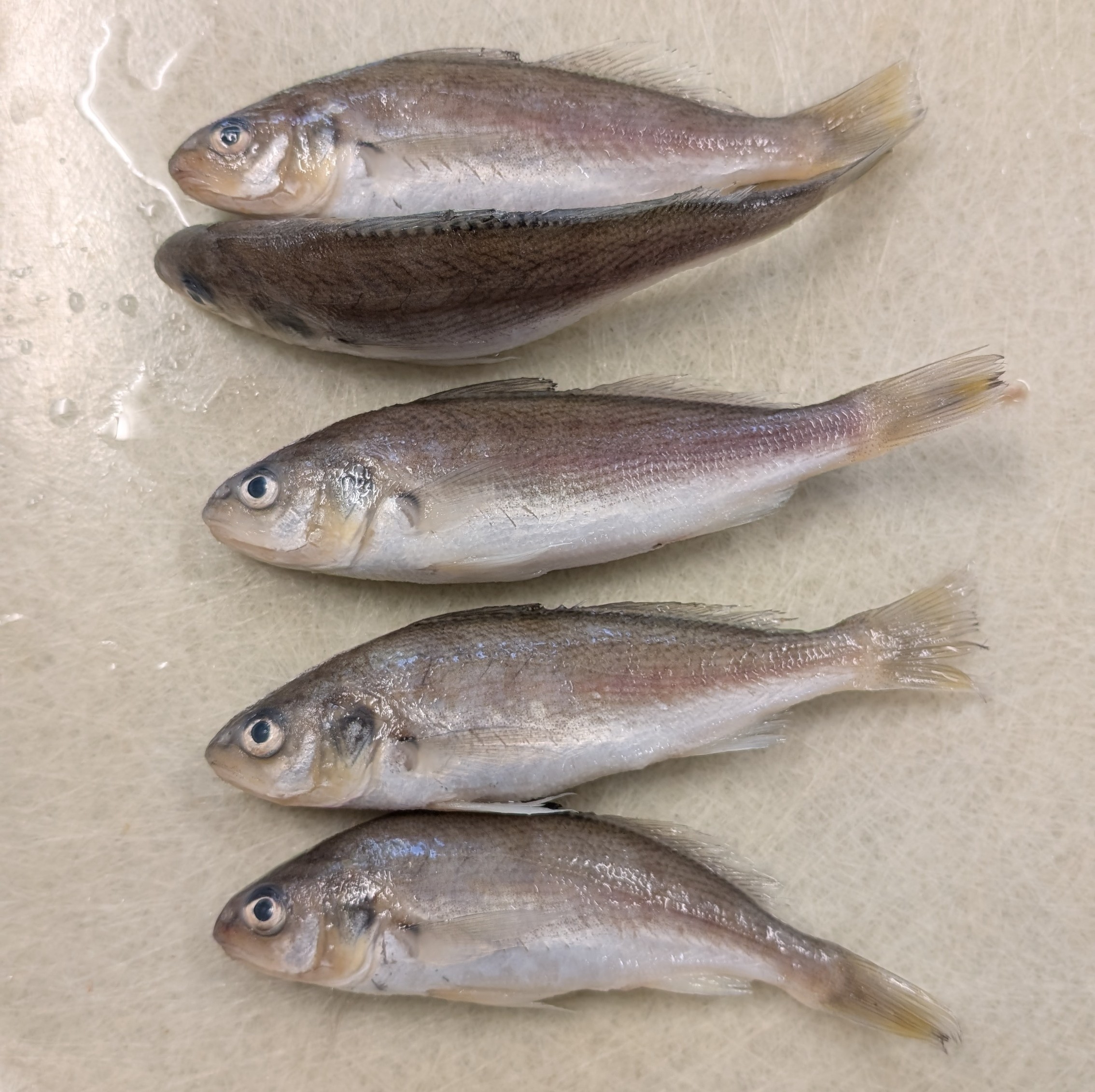 <p>Minute barbels on chin, small inferior mouth, small black spot at base of pectoral fins</p>