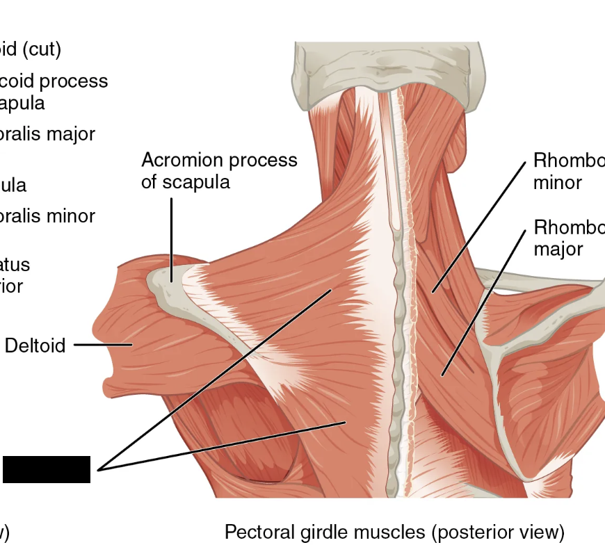 <p>What muscle is this and what is its origin, insertion, and action?</p>