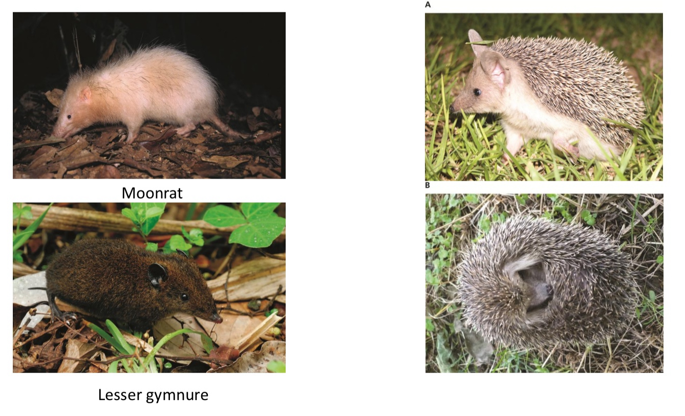 <p><span style="color: blue;">What Family: does the “Hedgehogs” belong to?</span></p>