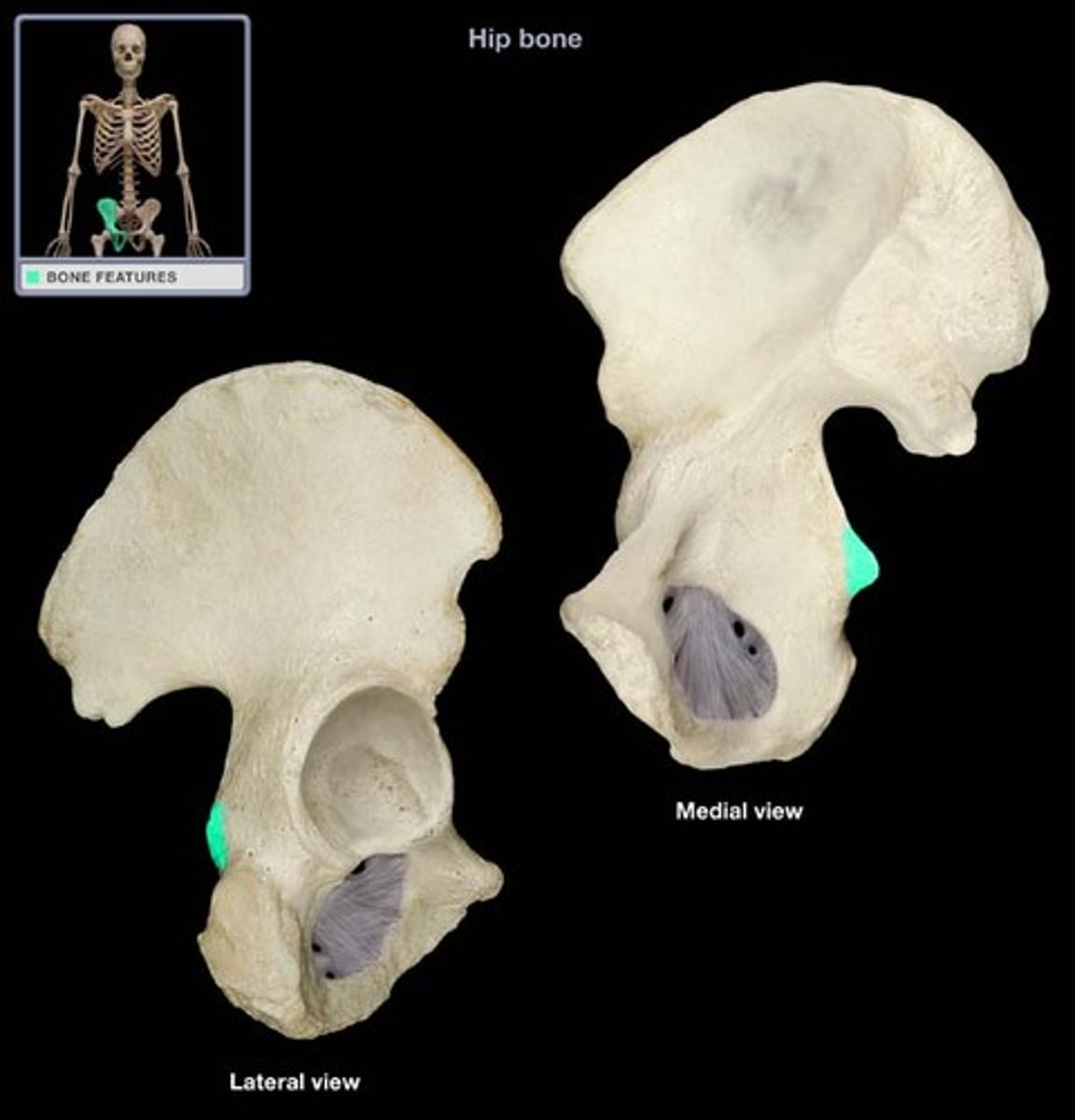 <p>pelvis - lateral</p>