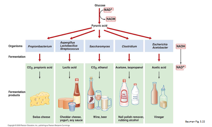 <p>Fermentation = anaerobic catabolism (no O2 required), performed after glycolysis in the absence of O2</p><ul><li><p>Conserves energy - produce energy containing high-energy bonds for ATP synthesis</p></li><li><p>Redox balance (oxidized NADH back to NAD+ so glycolysis can continue)</p></li><li><p>e- donor: organic compound, e- acceptor: organic compound</p></li></ul><p>Common waste products of fermentation include: CO2, propionic acid, lactic acid, ethanol, acetone, isopropanol, acetic acid</p><p>Homolactic (LA only fermentation product) vs Heterolactic (Mixture of LA, ethanol/acetic acid, CO2 products)</p>