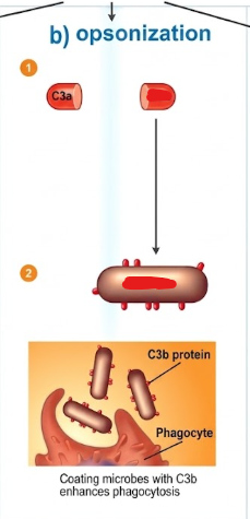 <p>Complement system - Opsonization process</p>