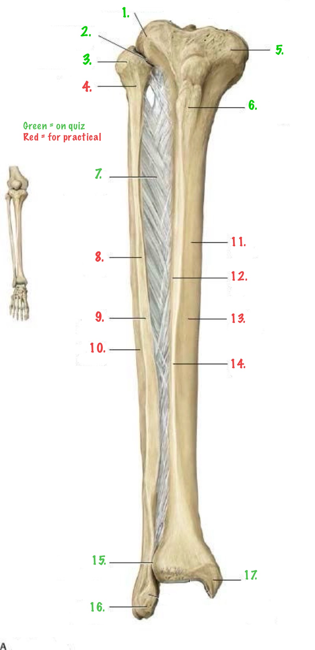 <p>Identify 17.</p>