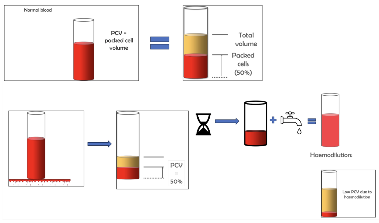 <p><strong><u>PHASE ONE: REDISTRIBUTION OF BLOOD TO VITAL CENTRES</u></strong></p><p>Rapid response</p><ol><li><p>Splenic contraction releases large stores of RBC into circulation to maintain</p></li><li><p>Selective arteriole constriction (adrenergic nerves stimulated) so blood is redistributed to the brain, heart and lungs</p></li></ol><p></p><p><strong><u>PHASE TWO: RESTORATION OF PLASMA VOLUME</u></strong></p><ul><li><p>Arteriolar constriction causes intravascular pressure of capillaries to decrease which results in ECF moving into blood vessels </p></li></ul><ul><li><p><strong>Haemodilution</strong> results as the ECF does NOT contain blood cells</p><ul><li><p>Complete 2d after original haemorrhage → PCV indicates amount of original blood loss</p></li></ul></li></ul><p></p><p><strong><u>PHASE THREE: REPLACEMENT OF LOST RBCs</u></strong></p><ul><li><p><strong>Erythropoiesis</strong> is stimulated in bone marrow in response to RBC loss </p></li><li><p>Maximum reticulocyte production 3 - 5 days post-haemorrhage and diminishes by 12 - 14 days</p></li></ul><p></p>