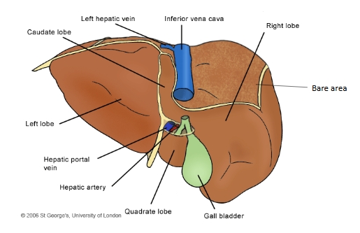 <ul><li><p>Caudate lobe</p></li><li><p>Left hepatic vein</p></li><li><p>Inferior vena cava</p></li><li><p>Right lobe</p></li><li><p>Bare area</p></li><li><p>Gall bladder</p></li><li><p>Quadrate lobe</p></li><li><p>Hepatic artery</p></li><li><p>Hepatic portal vein</p></li><li><p>Left lobe</p></li></ul><p></p>
