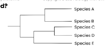 <p>●<span style="background-color: unset; line-height: 1.212; font-size: unset; color: unset;">Branch</span><span style="background-color: unset; line-height: unset; font-size: unset; color: transparent;"> </span><span style="background-color: unset; line-height: 1.212; font-size: unset; color: unset;">point</span><span style="background-color: unset; line-height: unset; font-size: unset; color: transparent;"> </span><span style="background-color: unset; line-height: 1.212; font-size: unset; color: unset;">=</span><span style="background-color: unset; line-height: unset; font-size: unset; color: transparent;"> </span><span style="background-color: unset; line-height: 1.22; font-size: unset; color: unset;">common</span><span style="background-color: unset; line-height: unset; font-size: unset; color: transparent;"> </span><span style="background-color: unset; line-height: 1.22; font-size: unset; color: unset;">ancestor</span></p><p>●<span style="background-color: unset; line-height: 1.212; font-size: unset; color: unset;">Branch</span><span style="background-color: unset; line-height: unset; font-size: unset; color: transparent;"> </span><span style="background-color: unset; line-height: 1.212; font-size: unset; color: unset;">=</span><span style="background-color: unset; line-height: unset; font-size: unset; color: transparent;"> </span><span style="background-color: unset; line-height: 1.22; font-size: unset; color: unset;">evolutionary</span><span style="background-color: unset; line-height: unset; font-size: unset; color: transparent;"> </span><span style="background-color: unset; line-height: 1.212; font-size: unset; color: unset;">path</span></p><p>●<span style="background-color: unset; line-height: 1.212; font-size: unset; color: unset;">If</span><span style="background-color: unset; line-height: unset; font-size: unset; color: transparent;"> </span><span style="background-color: unset; line-height: 1.212; font-size: unset; color: unset;">two</span><span style="background-color: unset; line-height: unset; font-size: unset; color: transparent;"> </span><span style="background-color: unset; line-height: 1.212; font-size: unset; color: unset;">species</span><span style="background-color: unset; line-height: unset; font-size: unset; color: transparent;"> </span><span style="background-color: unset; line-height: 1.212; font-size: unset; color: unset;">have</span><span style="background-color: unset; line-height: unset; font-size: unset; color: transparent;"> </span><span style="background-color: unset; line-height: 1.212; font-size: unset; color: unset;">a</span><span style="background-color: unset; line-height: unset; font-size: unset; color: transparent;"> </span><span style="background-color: unset; line-height: 1.212; font-size: unset; color: unset;">more</span><span style="background-color: unset; line-height: unset; font-size: unset; color: transparent;"> </span><span style="background-color: unset; line-height: 1.212; font-size: unset; color: unset;">recent</span><span style="background-color: unset; line-height: unset; font-size: unset; color: transparent;"> </span><span style="background-color: unset; line-height: 1.212; font-size: unset; color: unset;">common</span></p><p>ancestor,<span style="background-color: unset; line-height: unset; font-size: unset; color: transparent;"> </span>they<span style="background-color: unset; line-height: unset; font-size: unset; color: transparent;"> </span>are<span style="background-color: unset; line-height: unset; font-size: unset; color: transparent;"> </span><span style="background-color: unset; line-height: 1.22; font-size: unset; color: unset;">more</span><span style="background-color: unset; line-height: unset; font-size: unset; color: transparent;"> </span><span style="background-color: unset; line-height: 1.22; font-size: unset; color: unset;">closely</span><span style="background-color: unset; line-height: unset; font-size: unset; color: transparent;"> </span><span style="background-color: unset; line-height: 1.22; font-size: unset; color: unset;">related</span><span style="background-color: unset; line-height: unset; font-size: unset; color: transparent;"> </span><span style="background-color: unset; line-height: unset; font-size: unset; color: unset;">(eg.</span><span style="background-color: unset; line-height: unset; font-size: unset; color: transparent;"> </span><span style="background-color: unset; line-height: unset; font-size: unset; color: unset;">C</span><span style="background-color: unset; line-height: unset; font-size: unset; color: transparent;"> </span><span style="background-color: unset; line-height: unset; font-size: unset; color: unset;">&amp;</span><span style="background-color: unset; line-height: unset; font-size: unset; color: transparent;"> </span><span style="background-color: unset; line-height: unset; font-size: unset; color: unset;">D)</span></p>