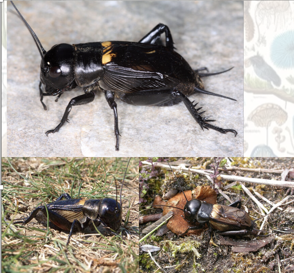 <p>Latin, magyar, védett?, hang</p>