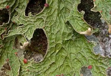 term image