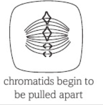 <ul><li><p>centromere of each pair of chromatids split</p></li><li><p>motor proteins pull chromatids towards opposite poles</p></li><li><p>chromatids (called chromosomes now) make a V</p></li></ul><p></p>