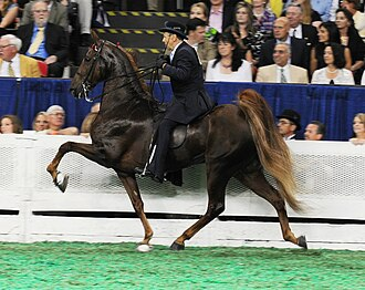 <p>gaited horse breeds </p>