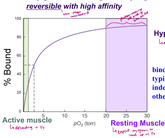 <ul><li><p>hyperbolic curve that tells you binding is independent of other molecules</p></li><li><p>lowest affinity when active muscle to offload oxygen, and resting muscle has plateau because you want myoglobin to load up with oxygen</p></li></ul><p></p>