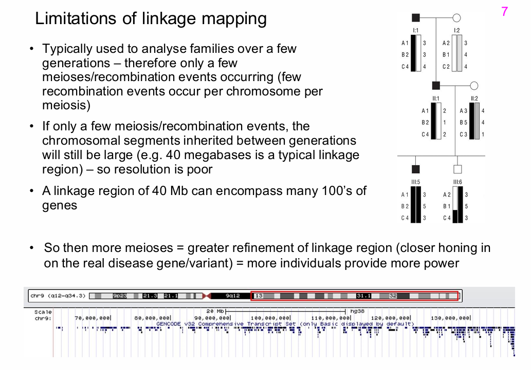 <p>Resolution also depends on the number of informative meioses/recombination events.</p><p>If few recombination events occur:</p><p>- Large chromosome segments remain inherited together.</p><p>- Even dense marker typing cannot fully resolve the disease locus.</p>