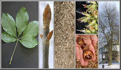 <p>Sapindaceae (Hippocastansaceae) - Aesculus pavia</p>
