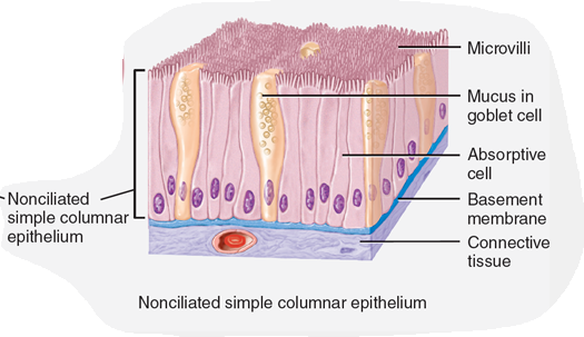 <p>Nonciliated simple columnar epithelium</p>